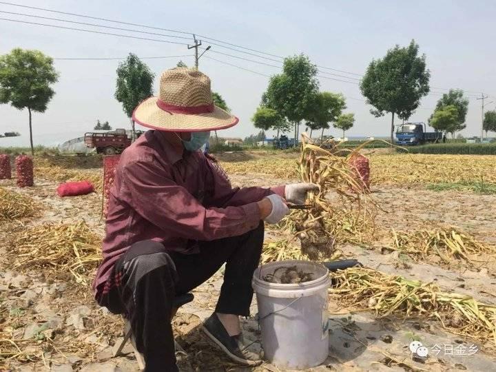 金乡大蒜今日最新价，市场波动背后的故事